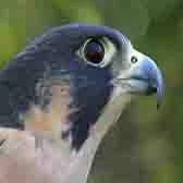 Picture of Pikralitis