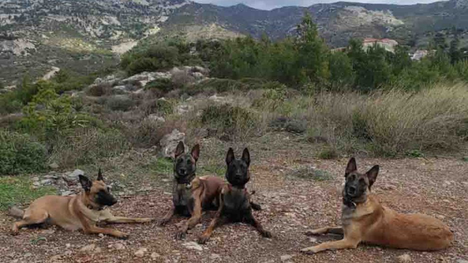 ANUBIS K9: Η νέα θέση της Νατάσσα Κοσμοπούλου για την υποχρεωτική  αποχώρησή της από την Πεντέλη