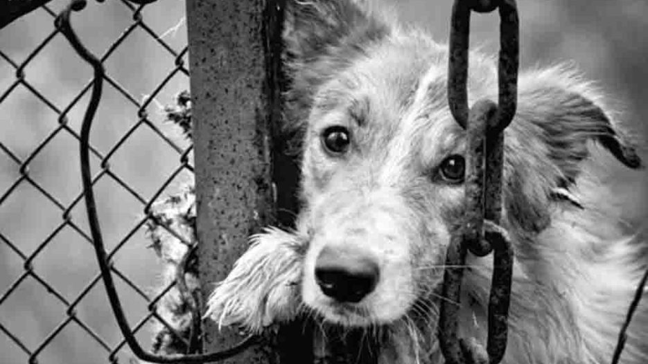 Παγκόσμια Ημέρα Αδέσποτων Ζώων: Από την ευαισθητοποίηση στην πράξη της υιοθεσίας