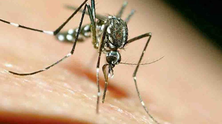 Ιός Δυτικού Νείλου: 41 νεκροί και 423 κρούσματα – Συναγερμός σε 43 δήμους της Αττικής