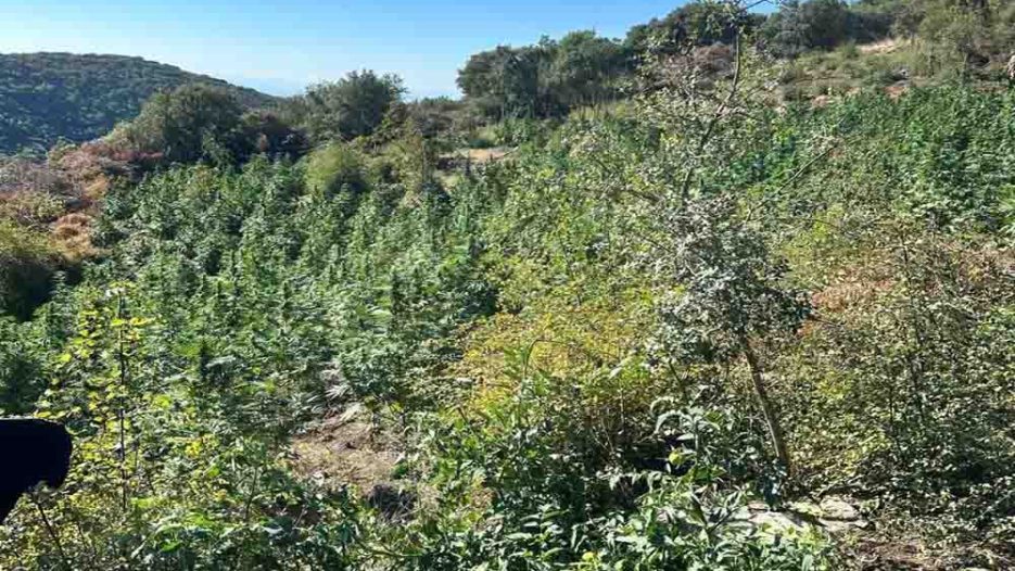 Λάρισα: Η ΔΑΟΕ εξάρθρωσε οργανωμένη φυτεία κάνναβης 812 δενδρυλλίων. με εκτιμώμενο κέρδος άνω των 800.000 ευρώ