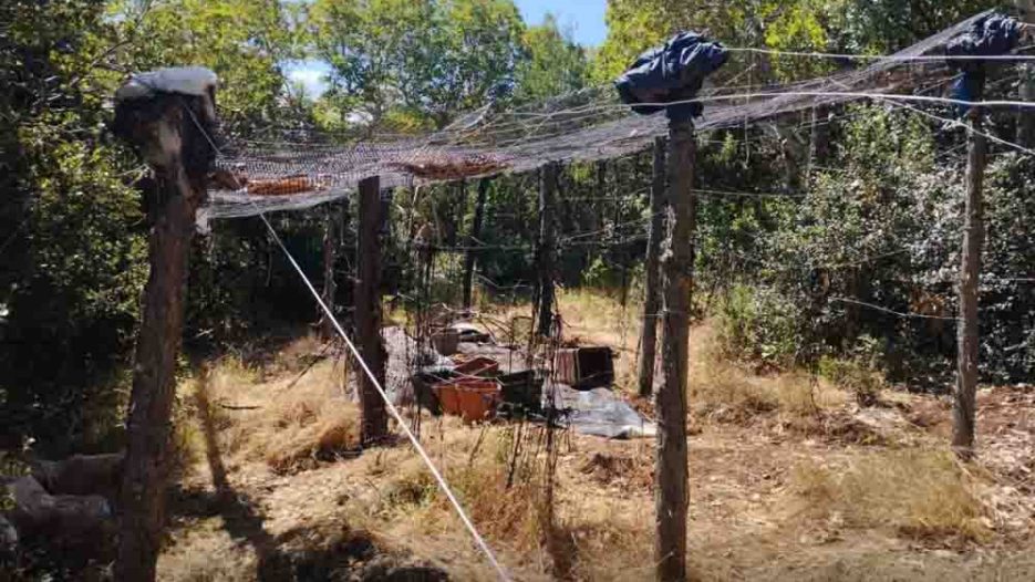 Εξάρθρωση κυκλώματος καλλιέργειας και διακίνησης κάνναβης στην Αρκαδία με φυτεία 1.561 δενδρυλλίων – 2 συλλήψεις