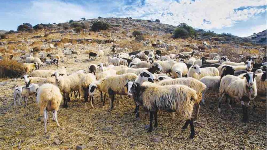 Κρήτη: Παρατείνονται έως τις 20 Αυγούστου τα μέτρα για την ευλογιά αιγοπροβάτων